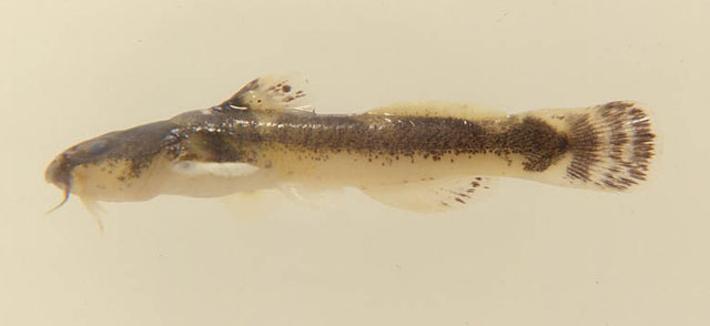 (Noturus) Род НОТУРУСЫ, КАМЕННЫЕ СОМИКИ 29 видов